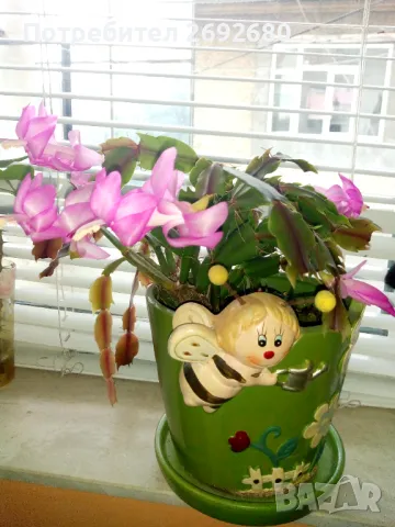  Коледниче розово+керамична саксия с подложка , снимка 8 - Саксии и кашпи - 45505179