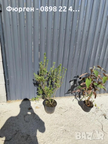 Енкиантус/ Enkianthus Campanulatus, снимка 7 - Разсади - 40935087