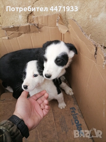 бордър коли , снимка 2 - Бо - 53513395