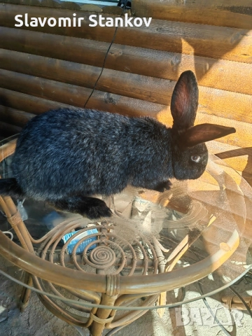 продавам зайци Цика Сребърни и Рексови , снимка 11 - Други - 50803206