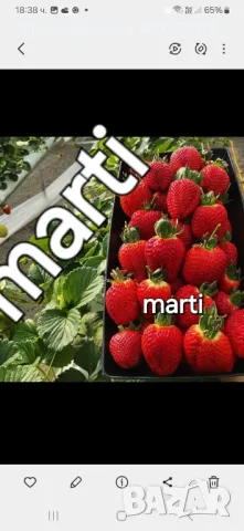 Разсад ягоди и малини , снимка 14 - Разсади - 49802462