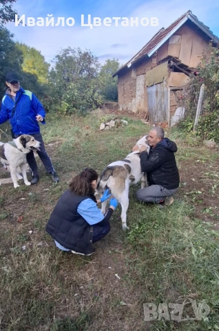 Алабай, снимка 7 - Алабай - 53302176