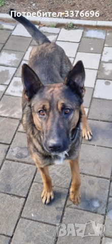 ПОДАРЯВАМ ДОМАШНО КУЧЕ НА 8месеца