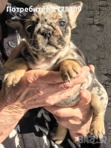 Френски булдог/French Bulldog , снимка 3 - Френски булдог - 52929981