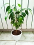 бял Бенджамин, Бегония , Хлорофитум , снимка 8
