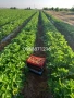 Предлагаме разсад ягоди, снимка 10