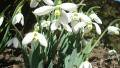 Кокиче (Galanthus), снимка 2