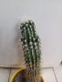 кактус височина 39см, снимка 3