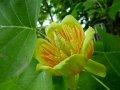 Liriodendron tulipifera (Ликвидамбър Лирово дърво), снимка 2