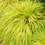  Хаконехлоа, Японска плачеща трева, Hakonechloa macra ALL GOLD, снимка 2
