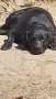 Нашият красавец Спайк - черен мъжки лабрадор търси си приятелка., снимка 6