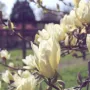 Magnolia 'Elizabeth'-Магнолия Елизабет, снимка 2