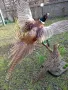 Препарирани фазани, снимка 3
