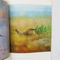 Книга Защитени птици в България - Таню Мичев, Никола Райков 1980 г., снимка 3 - Други - 32299916