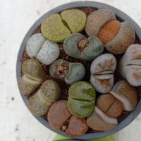 Lithops/живи камъчета/, снимка 4 - Стайни растения - 39521079