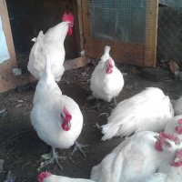 Бяло брезе -оплодени яйца , снимка 3 - Кокошки и пуйки - 28217464