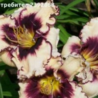 Хемерокалис, снимка 1 - Градински цветя и растения - 28315438
