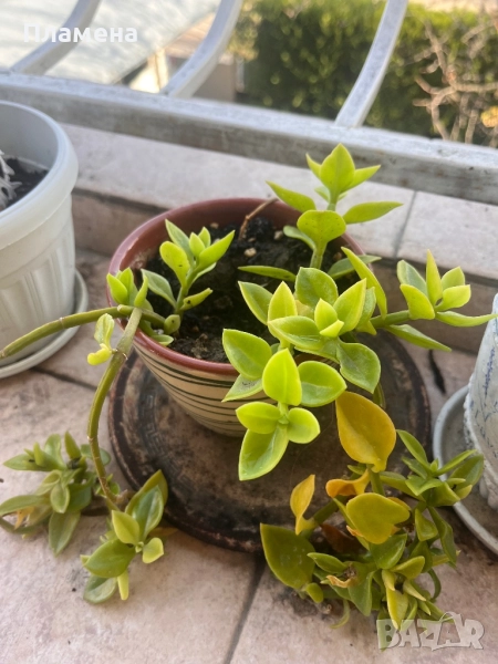 Цвете от Гърция със саксия в кафяво , снимка 1