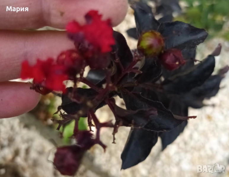 Индийски люляк / Лагерстремия, снимка 1