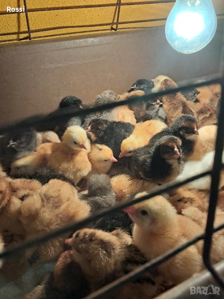 Дворни пиленца, снимка 1