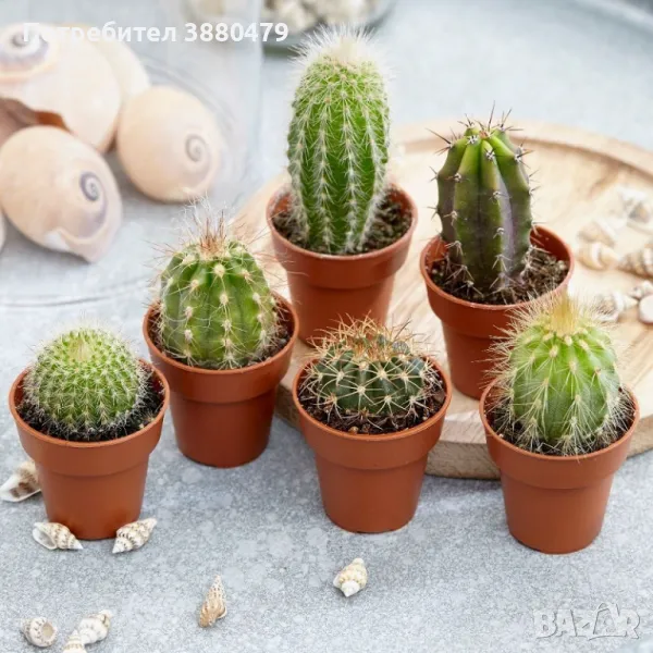 кактуси от Малта, снимка 1