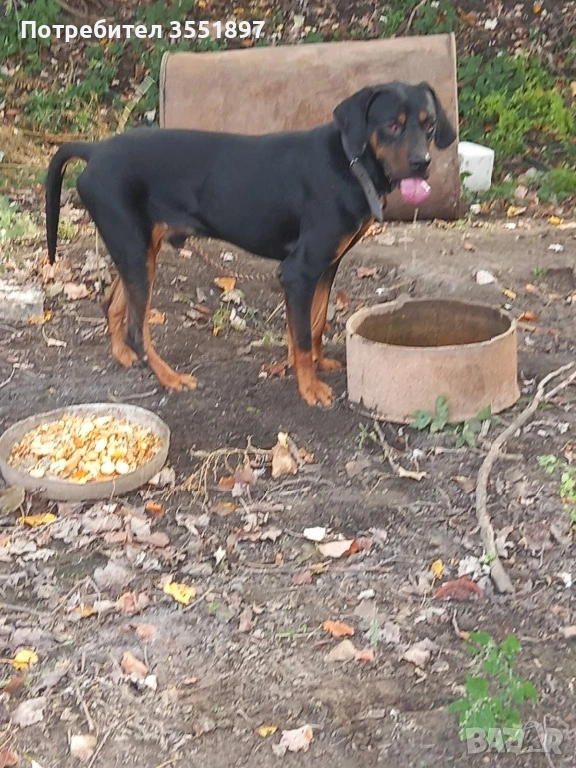 Продавам две гончета , снимка 1