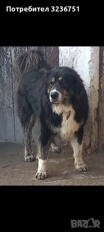 Българско овчарско куче , снимка 1
