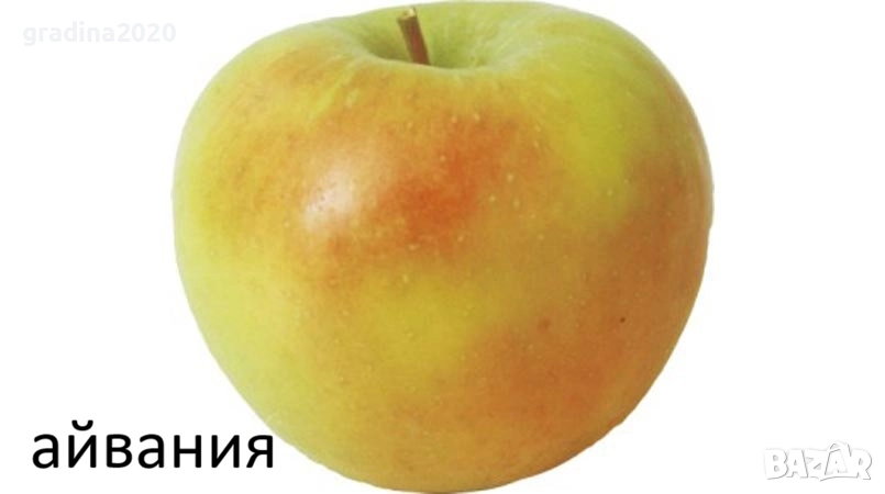   Ябълкa –  Фиданки подбрани сортове за богата и вкусна реколта, снимка 1