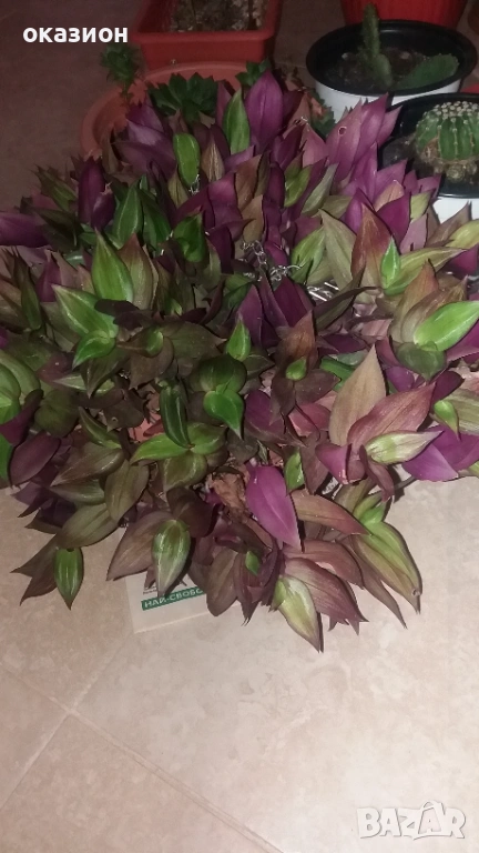 цветя и саксии всички за 25евро, снимка 1