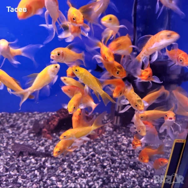 Кои 8-10см, снимка 1