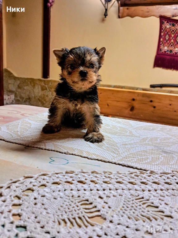 Мини йоркширски териерчета , снимка 1