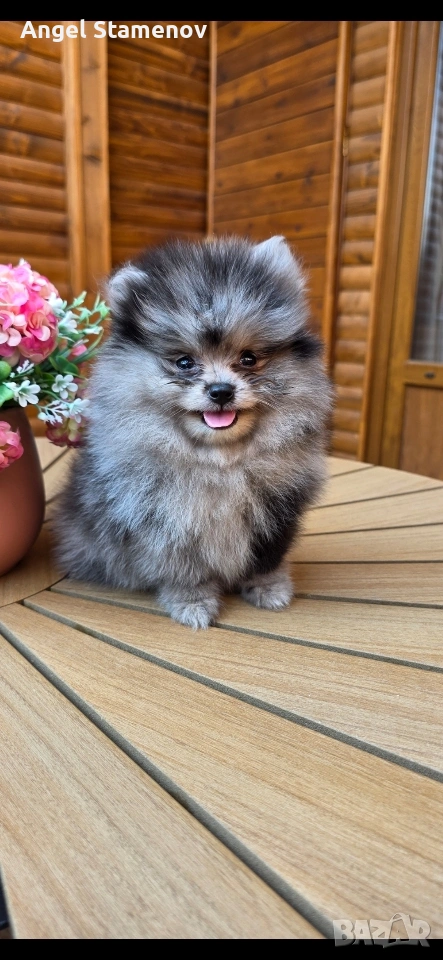 Померанче,момченце мерле! , снимка 1