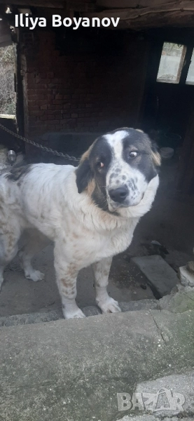 куче алабай, снимка 1