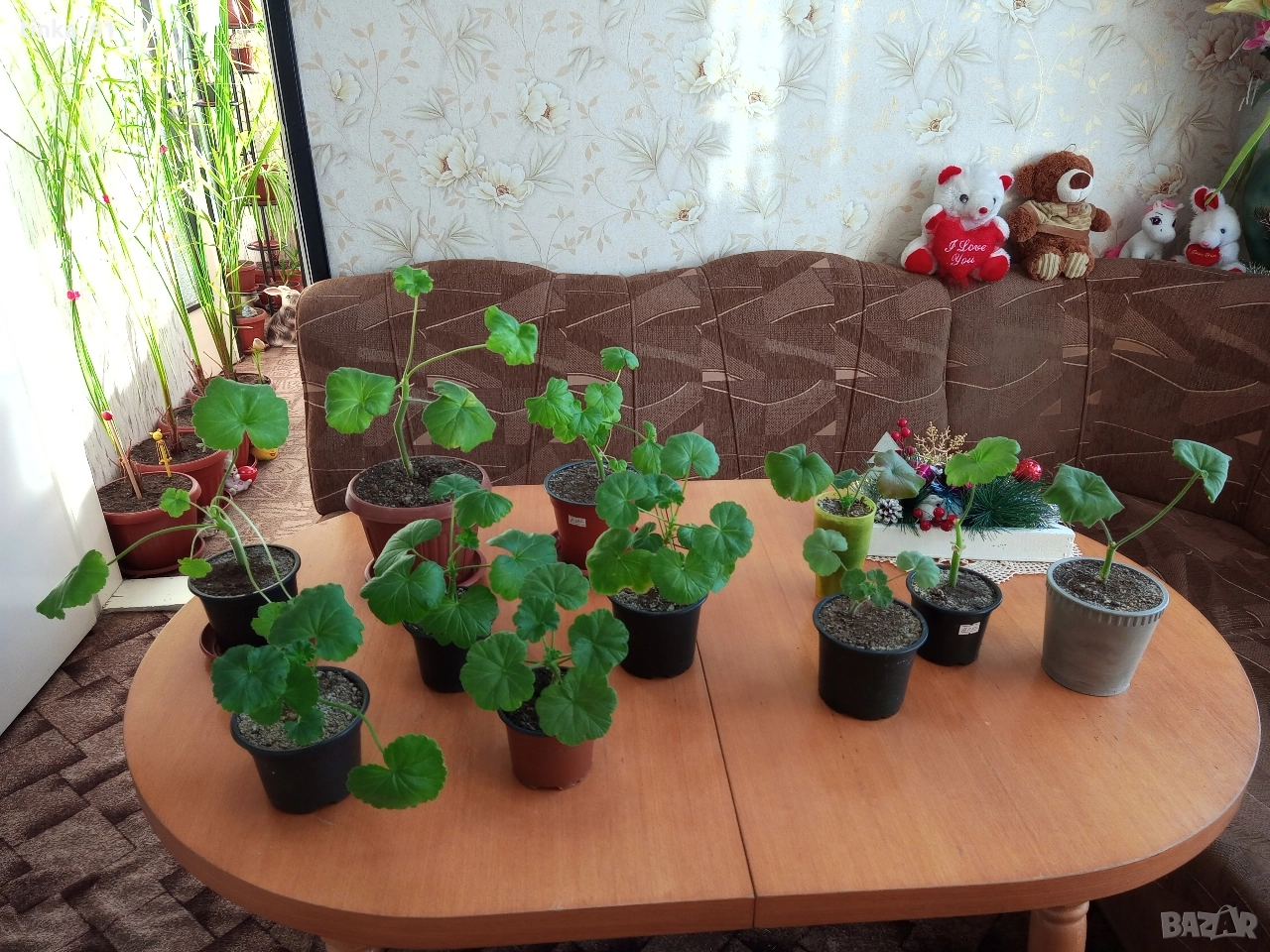 Стайни цветя , снимка 1