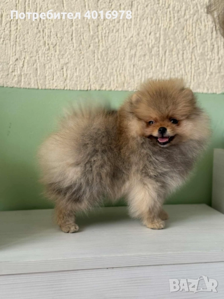 Померан момиче с Родословие , снимка 1