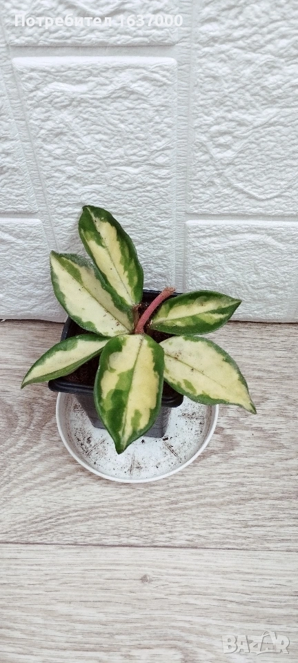 Хоя Tricolor , снимка 1