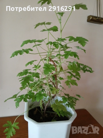 Цвете индрише, на 3 години  много здрав екземпляр, в саксия, снимка 2 - Стайни растения - 51754318