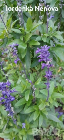 Градински чай , снимка 3 - Градински цветя и растения - 40768175