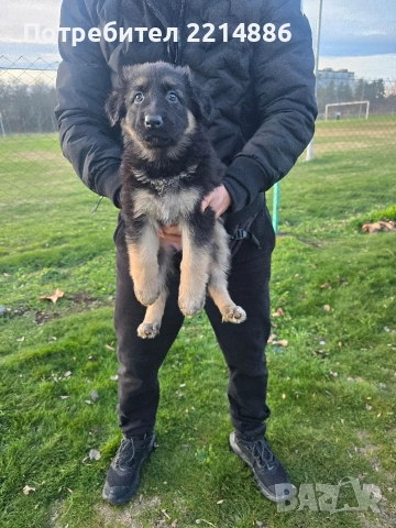 Немска овчарка работен тип, снимка 12 - Немска овчарка - 52970117