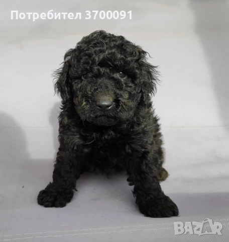 пудел / черни пуделчета , снимка 7 - Пудели - 53003764