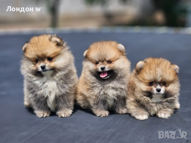 Померан мини 