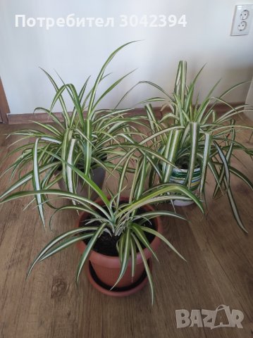 Хлорофитиум., снимка 3 - Стайни растения - 33622446