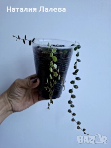 Пеперомия, peperomia prostrata, снимка 4 - Стайни растения - 52970761