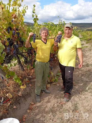 мавруд , мерло , памид, снимка 3 - Домашни напитки - 49503610