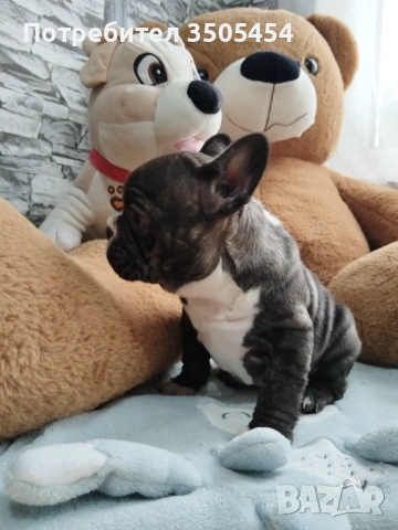 Френски булдок , снимка 3 - Френски булдог - 53276310