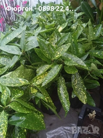 Аукуба -Aucuba, снимка 4 - Разсади - 52383880