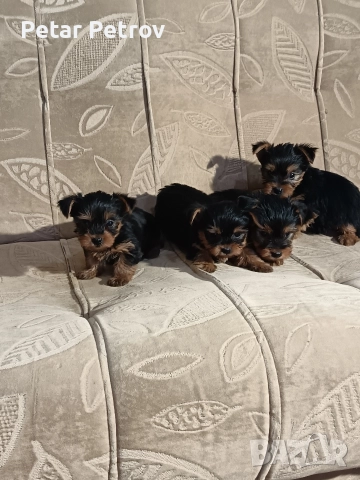 Йоркширски териер мини , снимка 3 - Йоркширски териер - 52933714