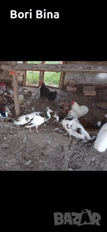 женски пауни Арлекин , снимка 2 - други­ - 52970280