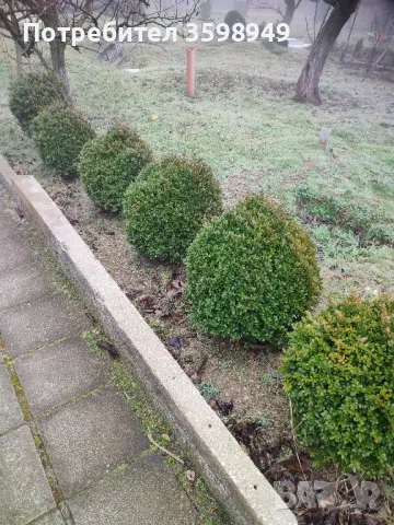 ЧИМШИР 55лв , снимка 2 - Градински цветя и растения - 49026907