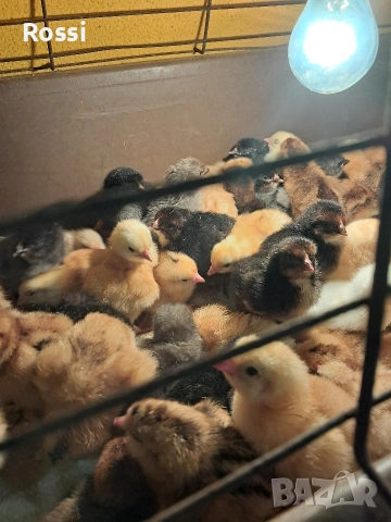 Дворни пиленца